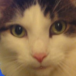 Profile picture of straycat